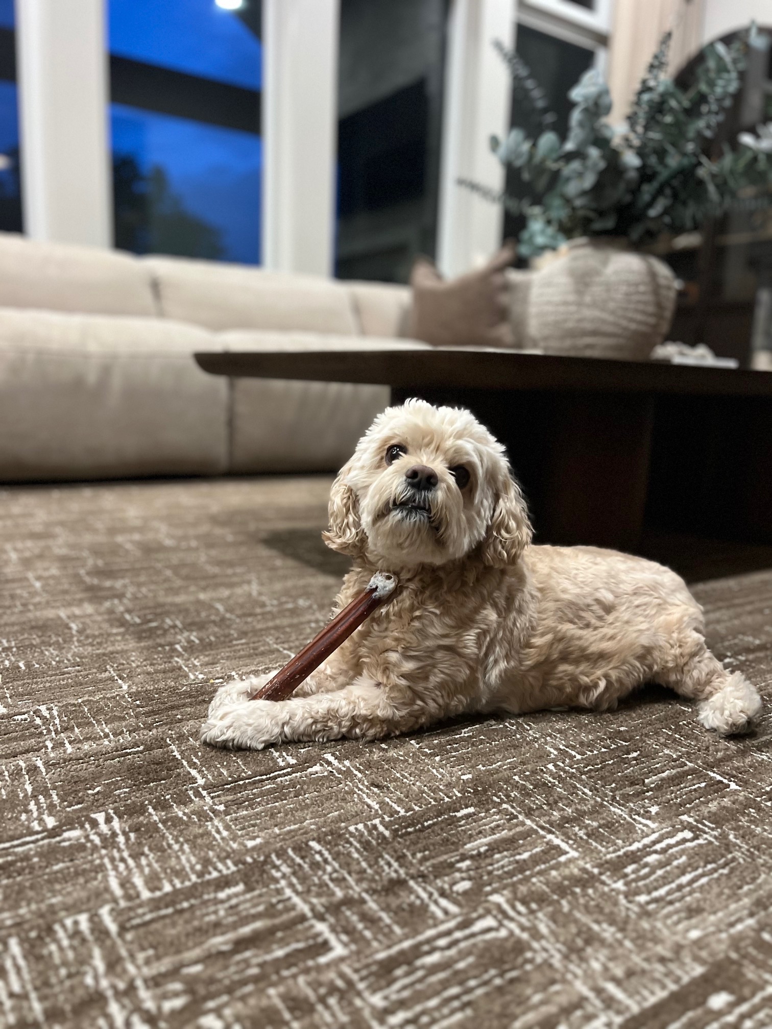 Sweet blond puppy eating a bone on pet-friendly beige carpet from Yoder Floors.
