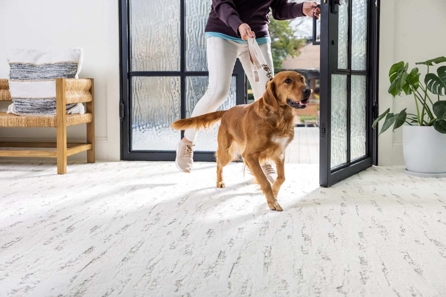 What to Look for in Pet-Friendly Carpet